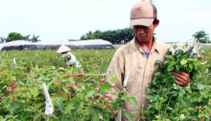 Hoa vườn giá rẻ, thị trường chót vót